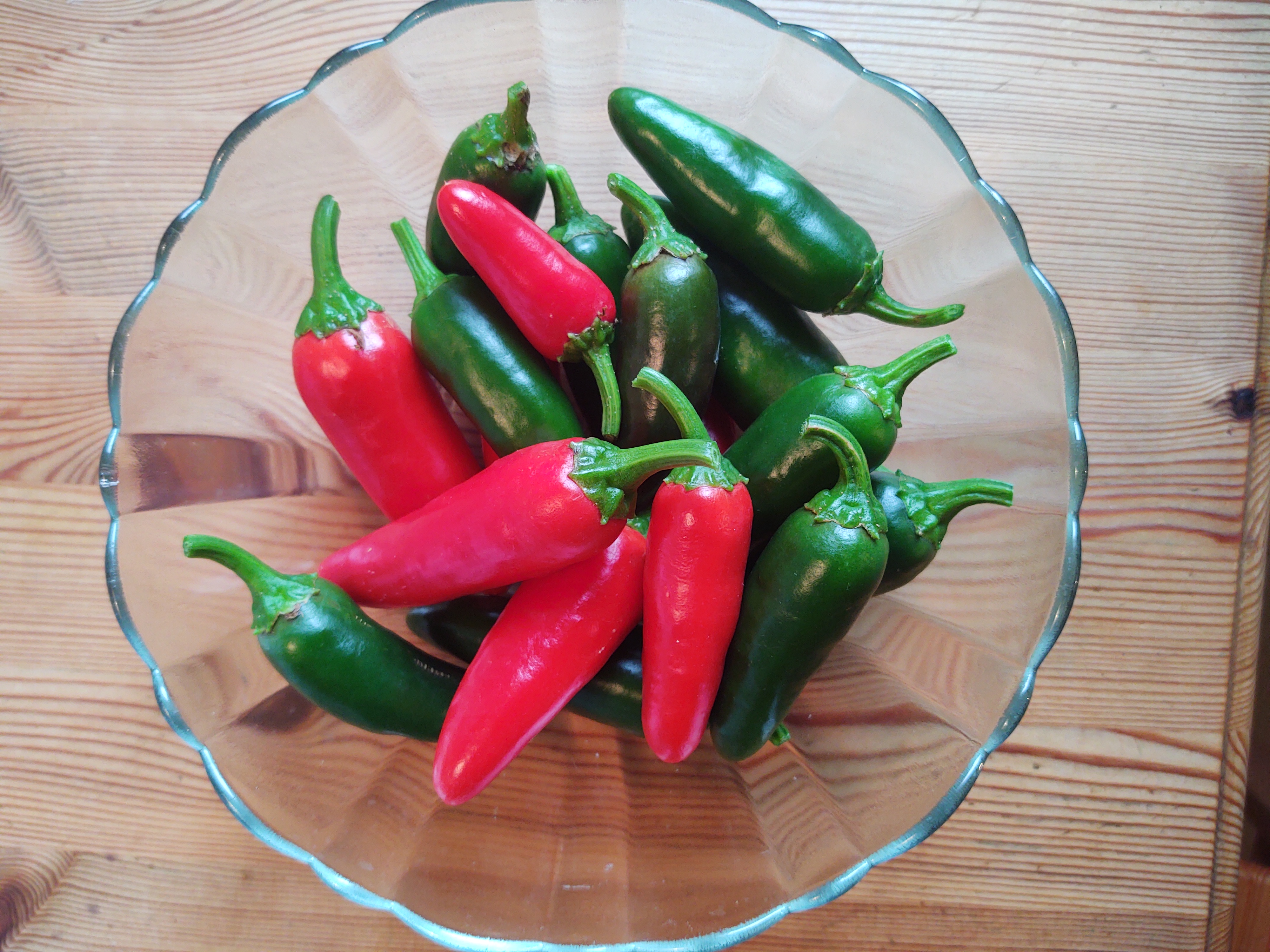 freshly picked jalapenos