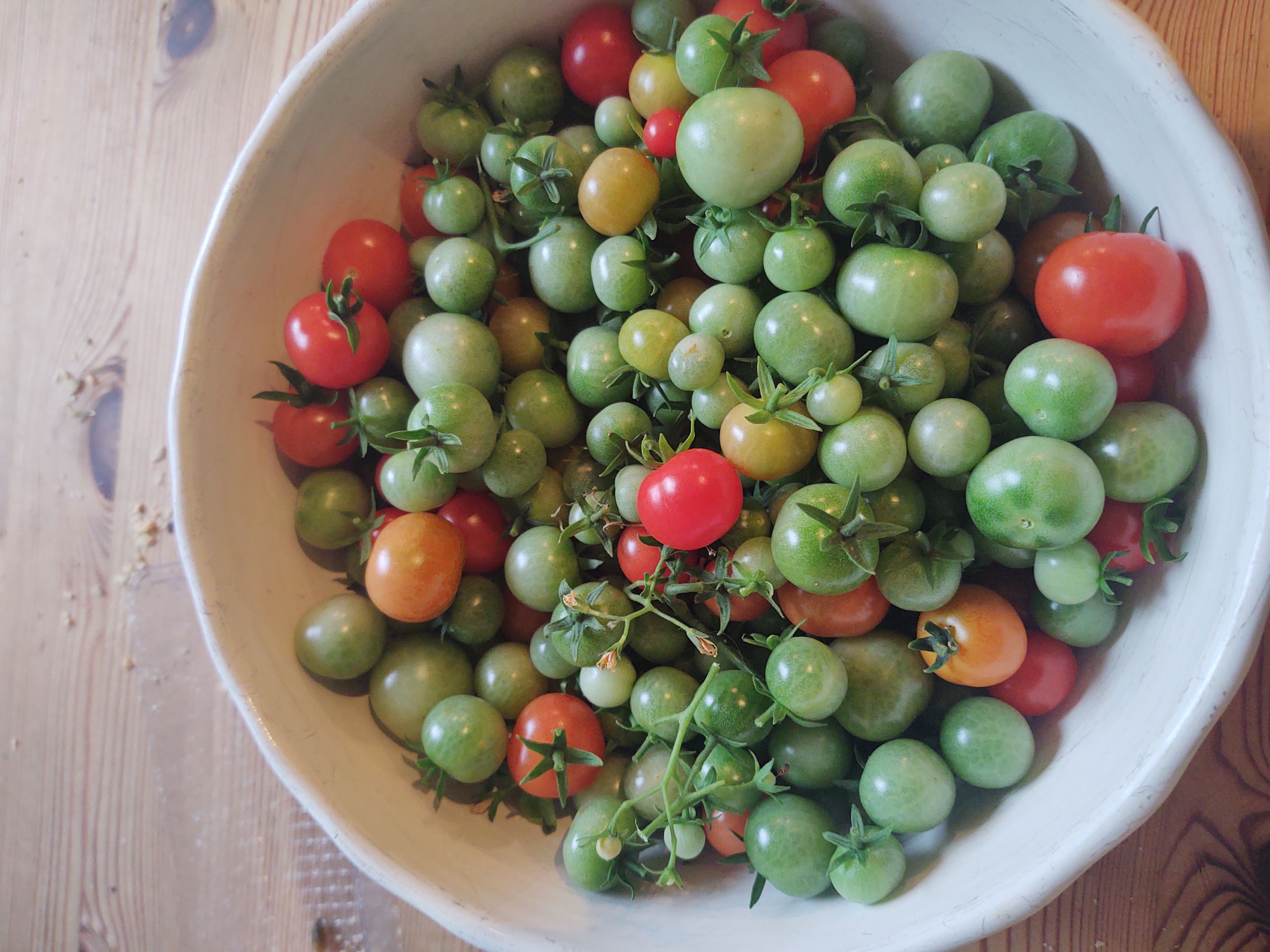 Tomatoes, unriped